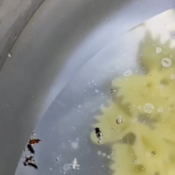 Makarna Paketinden Çıkan Böcek Şoku