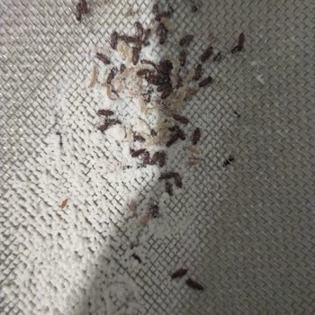 Böcekli Un Paketinin Hayal Kırıklığı