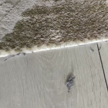 Tefal Robot Süpürge Sorunları Ve Servis Deneyimi