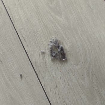 Tefal Robot Süpürge Sorunları Ve Servis Deneyimi