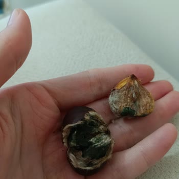 Kargo Teslimatında Adres Karmaşası Ve Bozulan Ürünler