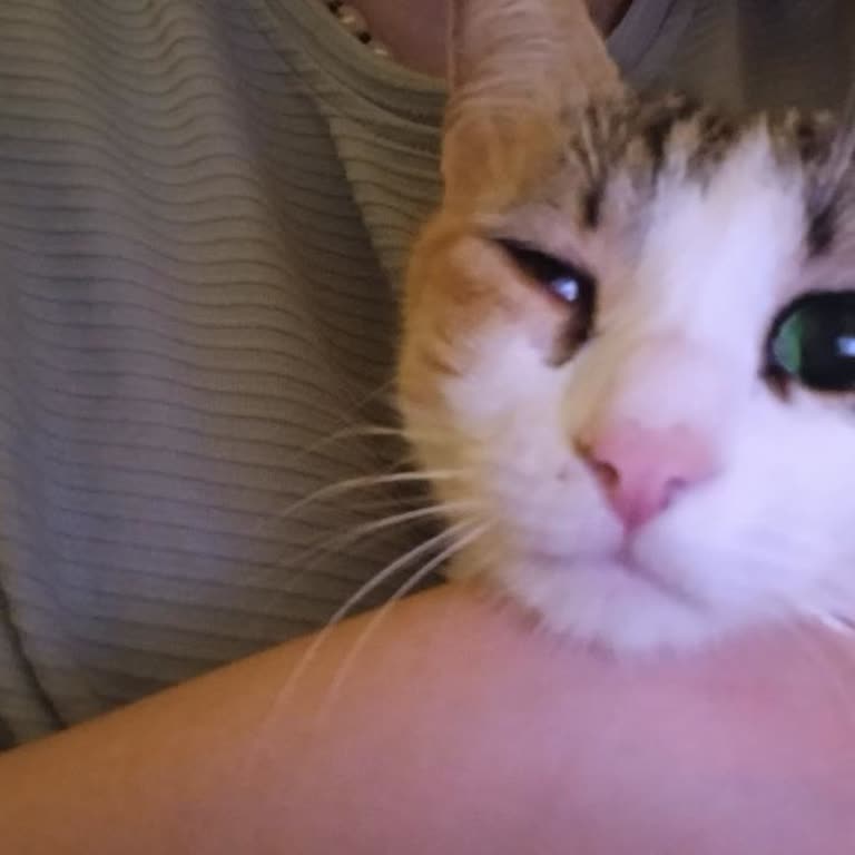 Kamil Koç Otobüs Yolculuğunda Evcil Hayvan Güvenliği Tehlikede!