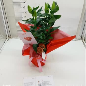 Taze Çiçek | Tazecicek.com Yanlış Çiçek Gönderimi Ve İletişim Eksikliği!