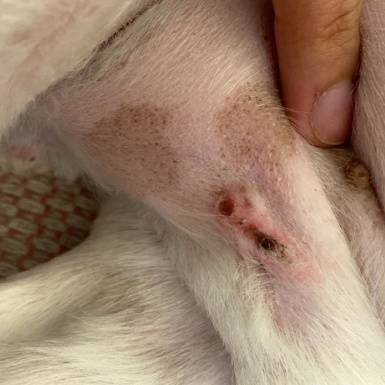 Florya Vet Şikayetçiyim