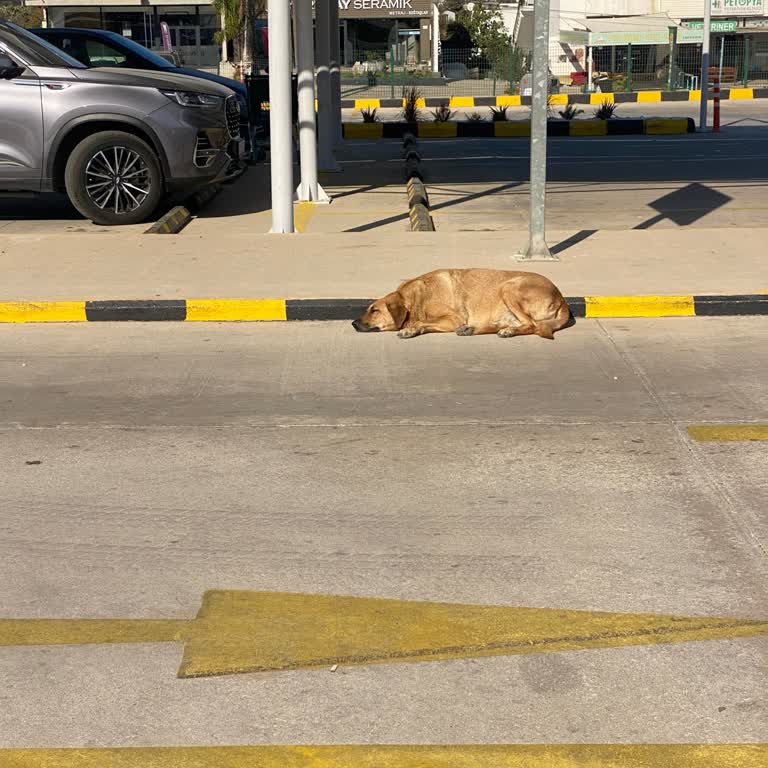 Sokak Hayvanlarına Duyarlılık Beklentisi