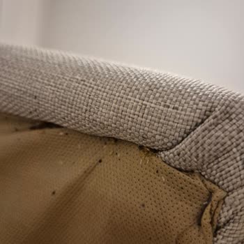 Teşhir Ürünü Yatak Başlığı Kabusu: Tahta Kurusu Sorunu