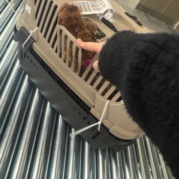 Köpeklerimin Güvenliği Tehlikede: Kırık Kafes Şoku!