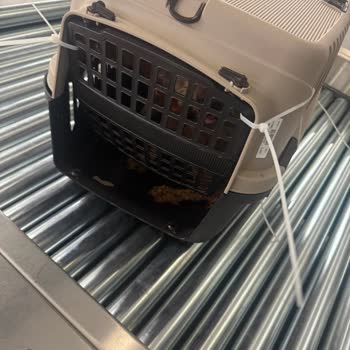 Köpeklerimin Güvenliği Tehlikede: Kırık Kafes Şoku!