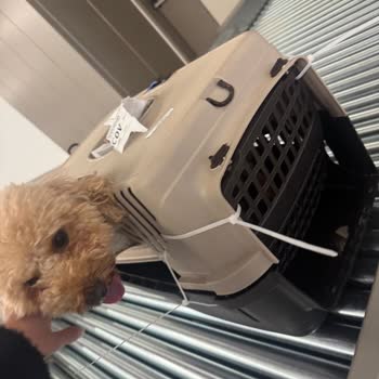 Köpeklerimin Güvenliği Tehlikede: Kırık Kafes Şoku!