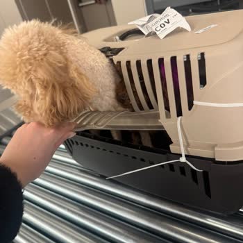 Köpeklerimin Güvenliği Tehlikede: Kırık Kafes Şoku!