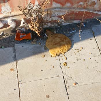 Kahve Kalitesi Hayal Kırıklığı