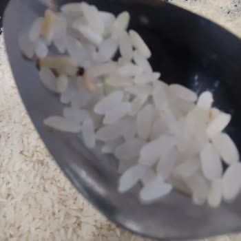 Kurtlu Pirinç Ve Sağlık Tehdidi