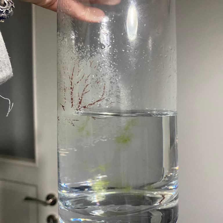 Yosunlu Su Şikayeti