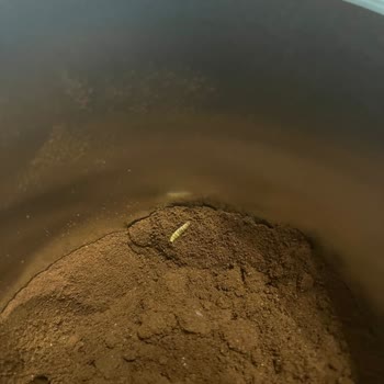 Kahvede Kurt Şoku: Sağlığımız Tehlikede!