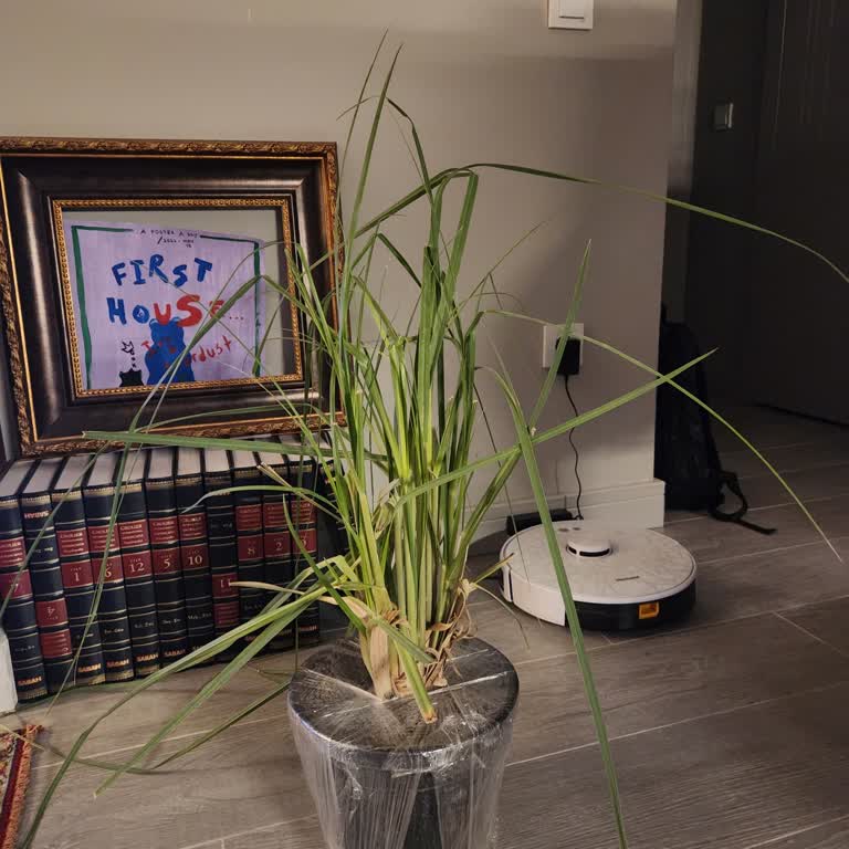 Yanlış Boyutlandırılan Bitki Ve Kırık Durum