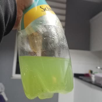 Schweppes Bitter Lemon'da Yeşil Tortu Şoku!