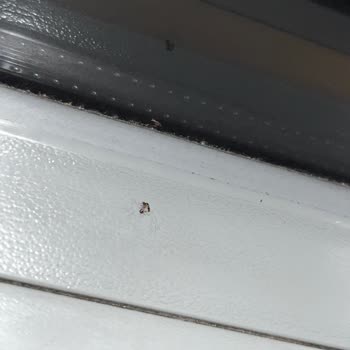 Böceklerle Dolu Yolculuk Kabusu
