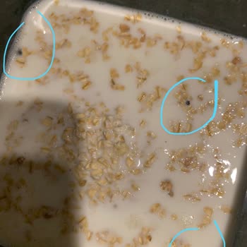 Yulafın İçinden Çıkan Gizemli Siyah Parçalar