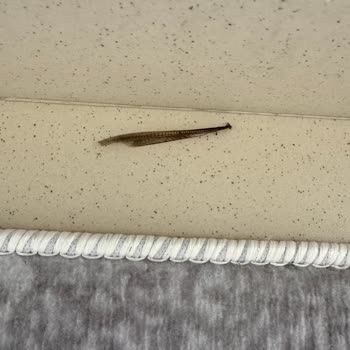 Bosch Servisinde Garanti Sorunu Ve Ücret Şoku