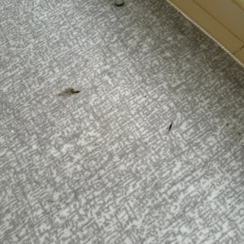 Bosch Servisinde Garanti Sorunu Ve Ücret Şoku