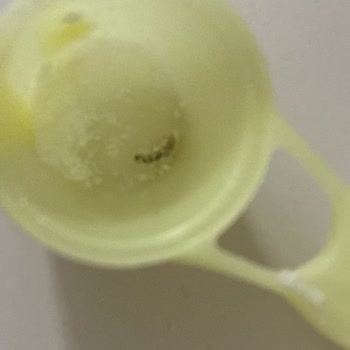 Bebek Mamasında Şok Edici Bulgu: Canlı Kurt!