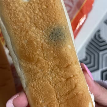 Küflü Sandviç Ekmeği Sorunu