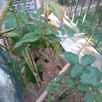 Mezarlıkta Hayvan Sorunu Ve Farelerin Yarattığı Tahribat