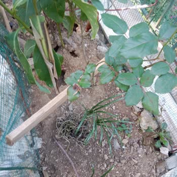 Mezarlıkta Hayvan Sorunu Ve Farelerin Yarattığı Tahribat