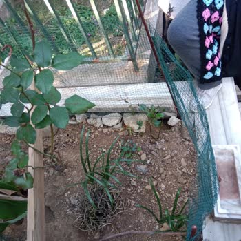 Mezarlıkta Hayvan Sorunu Ve Farelerin Yarattığı Tahribat