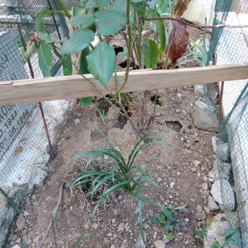 Mezarlıkta Hayvan Sorunu Ve Farelerin Yarattığı Tahribat