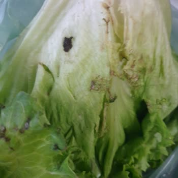 Mopaş Hipermarket Çürük Ürünlerle Karşılaşma