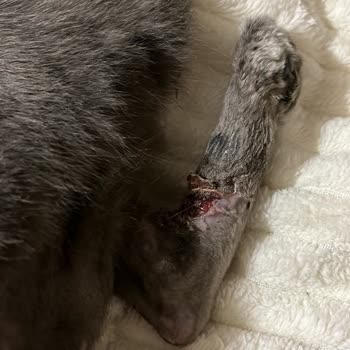 Fatih Hayvan Hastanesi Veteriner Kliniğinde İhmalkarlık Çiko'yu Kangren Yaptı!