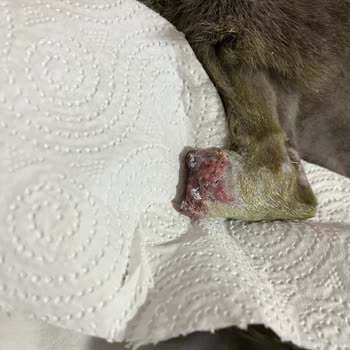 Fatih Hayvan Hastanesi Veteriner Kliniğinde İhmalkarlık Çiko'yu Kangren Yaptı!