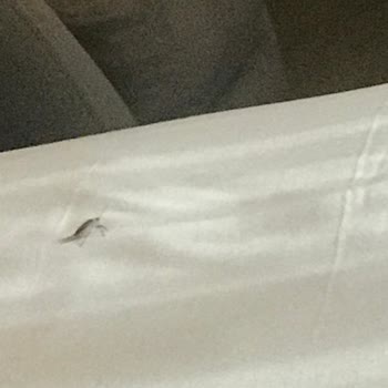 216 Suites Hijyen Sorunu