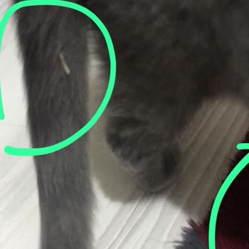 Yanlış Teşhis Ve Hatalı Tedavi İle Kedimin Sağlığı Tehlikeye Atıldı