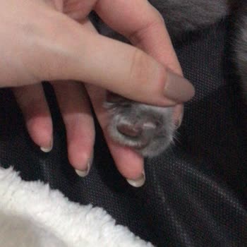 Yanlış Teşhis Ve Hatalı Tedavi İle Kedimin Sağlığı Tehlikeye Atıldı