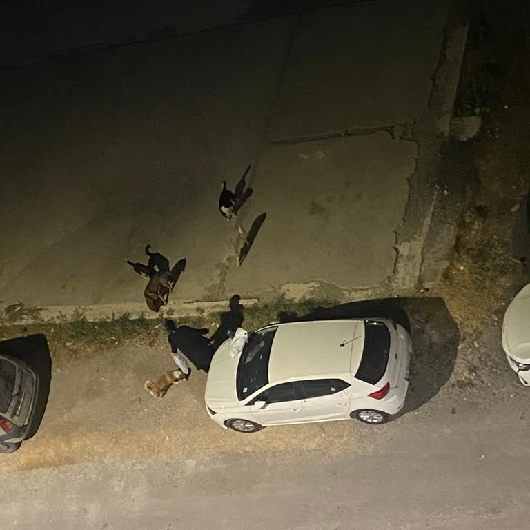 Bayraklı Belediyesi Sokak Köpekleri Tehlike Saçıyor Acil Müdahale Gerekiyor