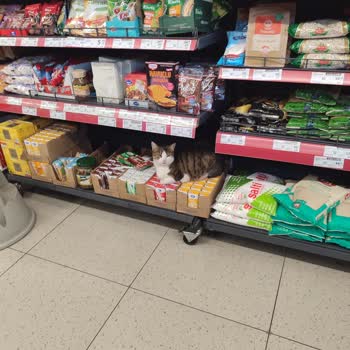 A101 Denetimsiz Mağaza Ve Yetersiz Personel Sorunu