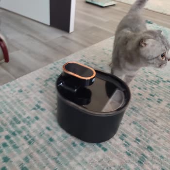 Kiwi Pets Kiwipets Su Çeşmesi İle Yaşadığım Hayal Kırıklığı