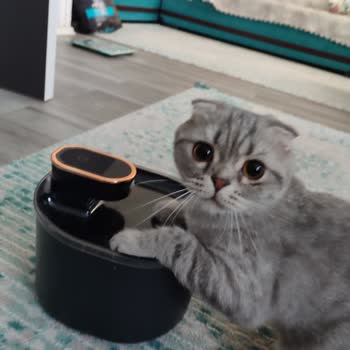 Kiwi Pets Kiwipets Su Çeşmesi İle Yaşadığım Hayal Kırıklığı