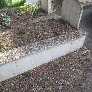 İstanbul Büyükşehir Belediyesi Büyükçekmece Mezarlığında Kurumuş Ağaçlar Ve Kuş Pisliği Sorunu