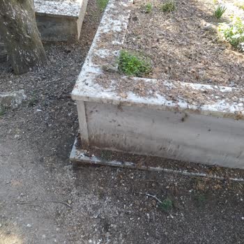 İstanbul Büyükşehir Belediyesi Büyükçekmece Mezarlığında Kurumuş Ağaçlar Ve Kuş Pisliği Sorunu
