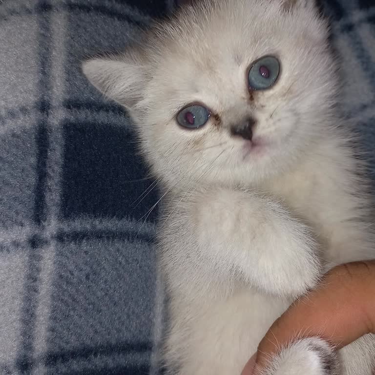 Veteriner Hatası Yüzünden Kaybedilen Yavru Kedi