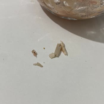 Ton Balığında Beklenmedik Kemik Sorunu