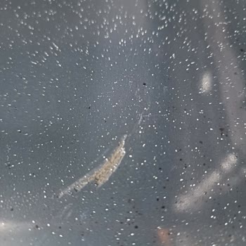 Vestel Ankastre Fırın Boyası Sorunu