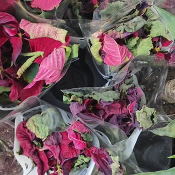 Marketlerdeki Çiçeklerin Bakımsızlığı