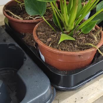 Marketlerdeki Çiçeklerin Bakımsızlığı