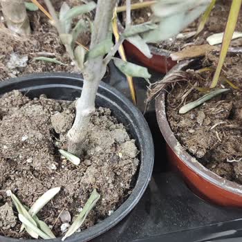 Marketlerdeki Çiçeklerin Bakımsızlığı