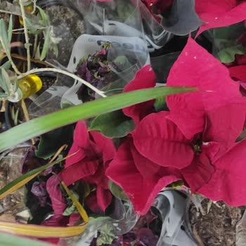 Marketlerdeki Çiçeklerin Bakımsızlığı