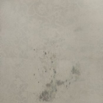 Tek Halı Yıkama (Zara) Islak Getirdikleri Halı Küflenmiş